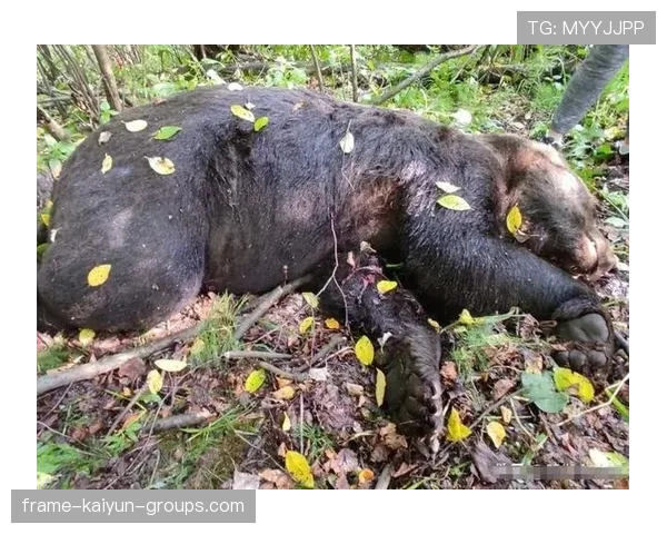 俄罗斯市区突现黑熊，惊动全城，俄罗斯大黑熊什么意思